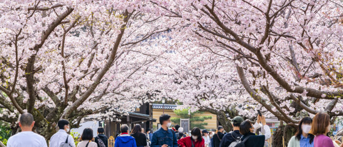 建長寺に咲き誇る満開の桜